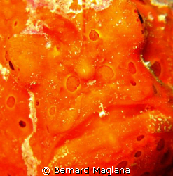 FACIAL CRITTERS/DuCoMi Pier,Dauin,Negros Oriental by Bernard Maglana 